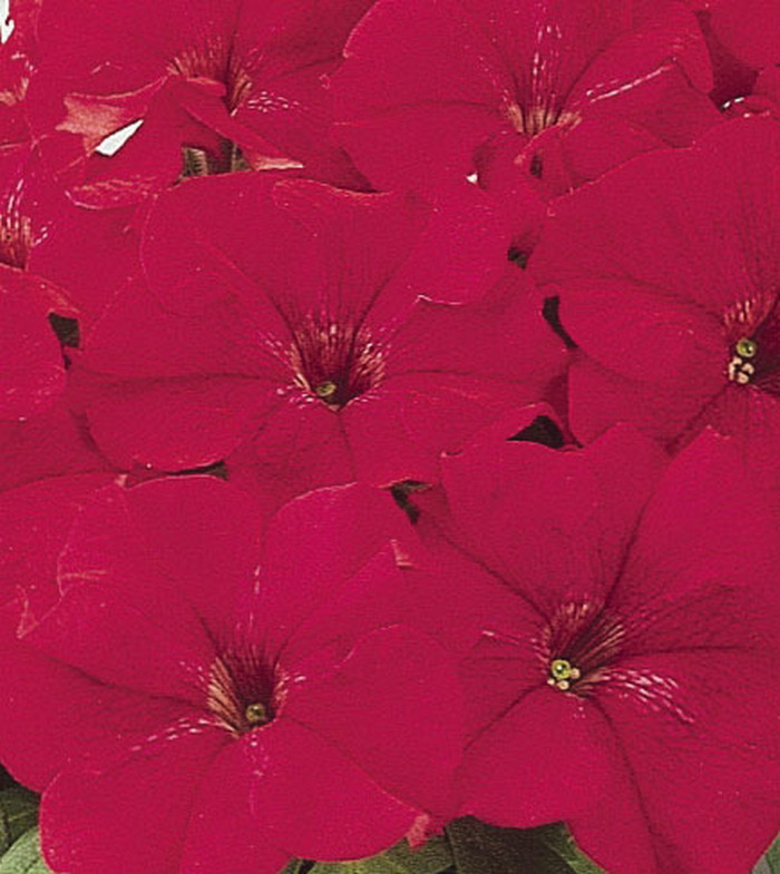 Петуния грандифлора Фестивал Скарлет